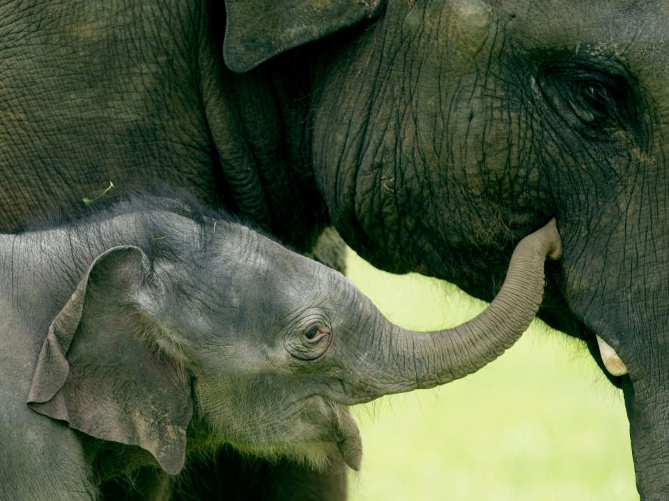 baby elephant