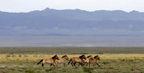 <p>A herd of endangered Przewalski’s horses trot across the Takhin Tal National Park, part of the Great Gobi B Strictly Protected Area, in south-west Mongolia, June 22, 2017. (Photo: David W. Cerny/Reuters) </p>