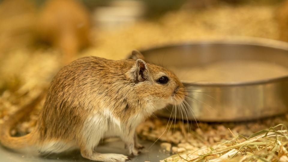 Gerbil with some sawdust around it — Best small pets