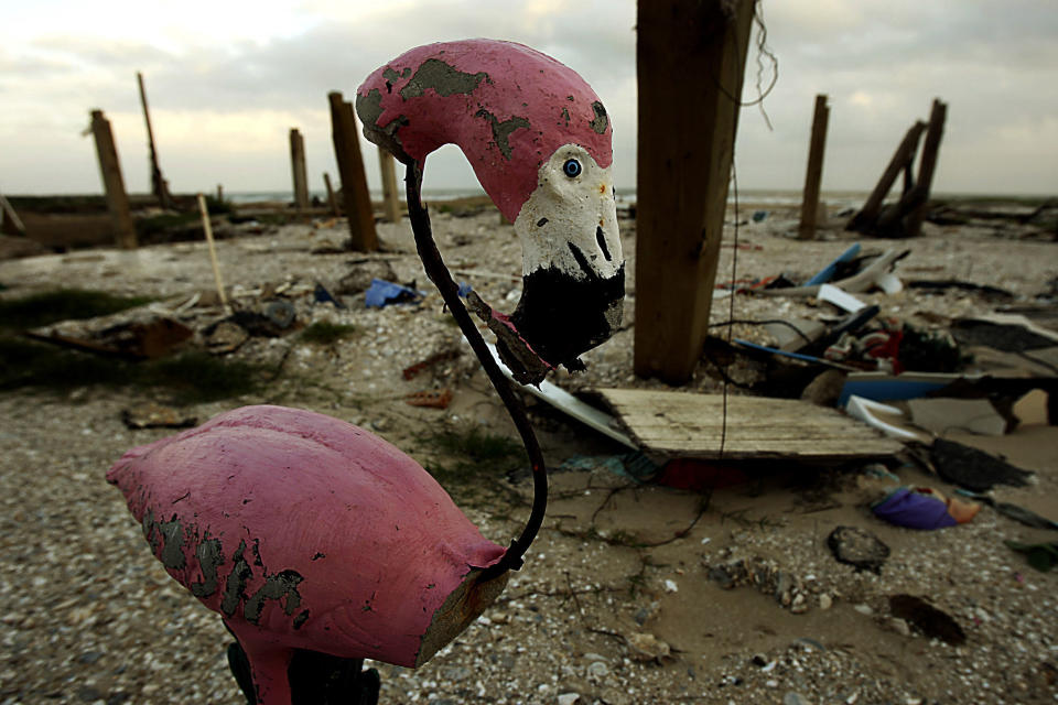 How Flamingoes Weathered the Storm