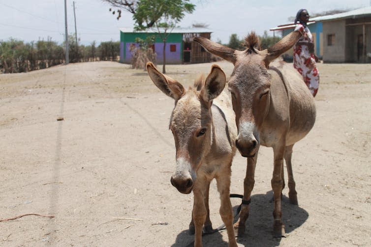 A female donkey standing beside her foal in a rural village.