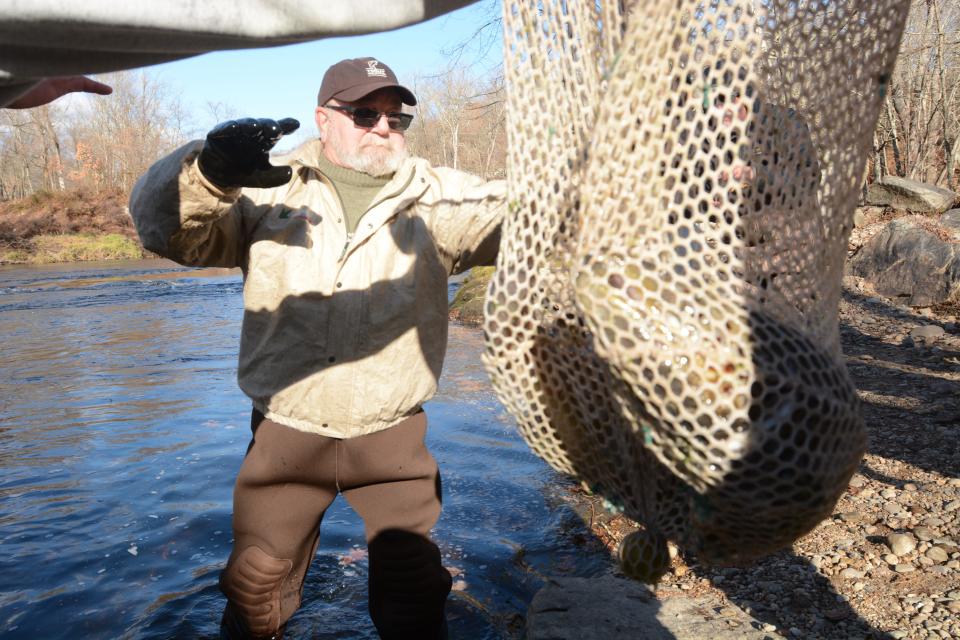 Atlantic salmon released into the Shetucket River in Sprague