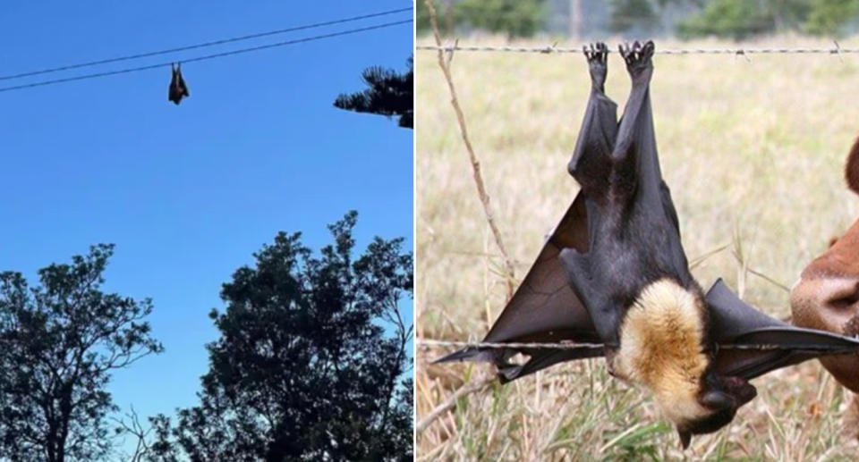Left, a flying-fox can be seen hanging from a power line above trees. Right, a flying-fox can be seen tangled up in barbed wire.