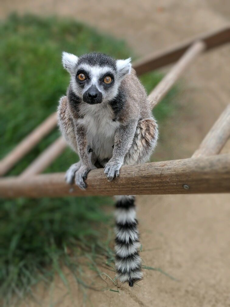 Isaac, the oldest-living ring-tailed lemur in North America at age 32. He was taken from the Santa Ana Zoo and returned unharmed soon after.