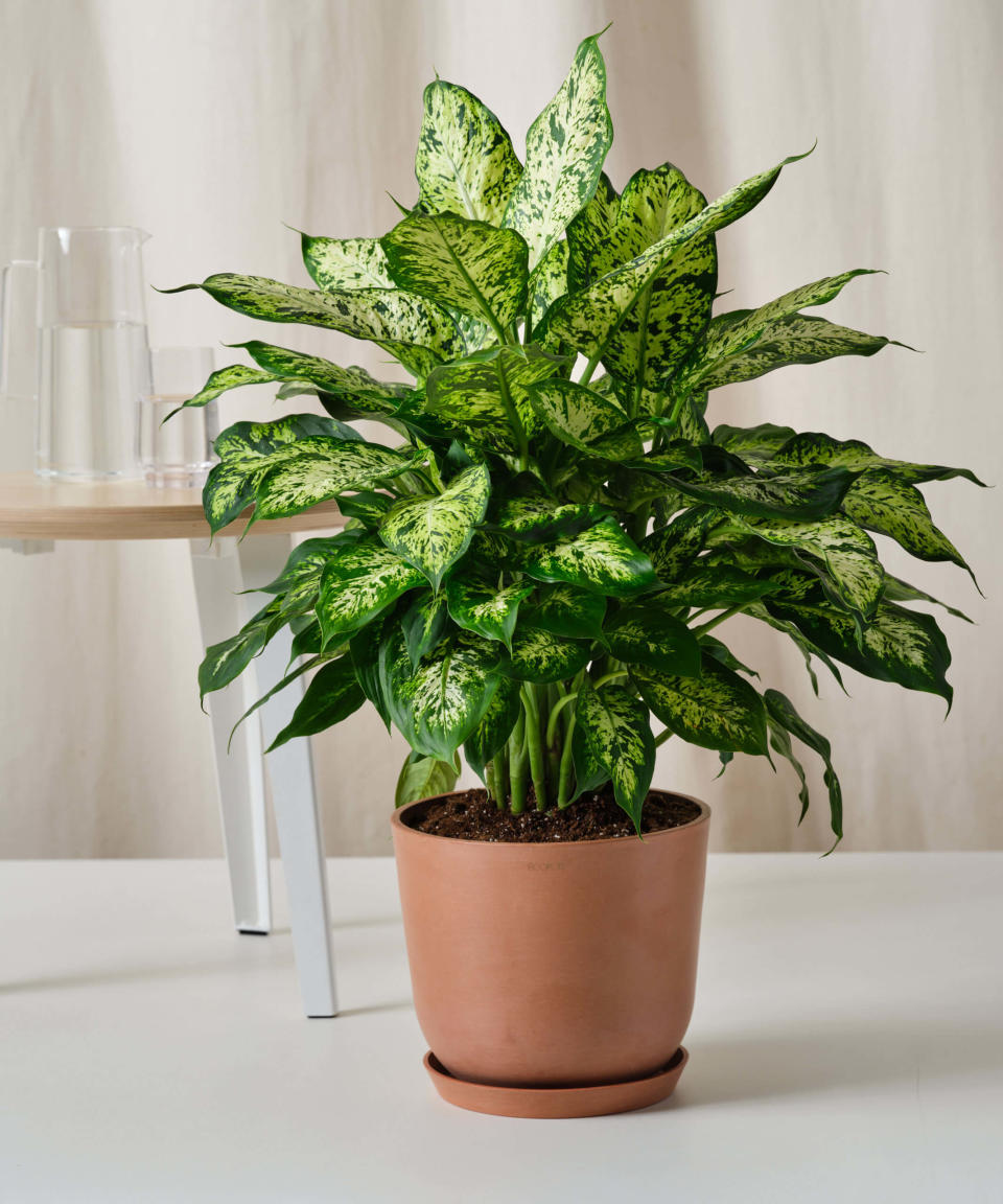 3) Dieffenbachia