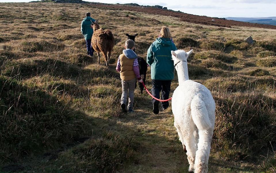 Dartmoor Llama Walk, Devon