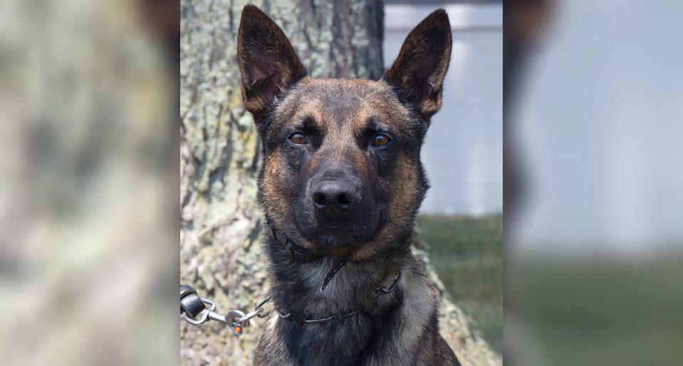 PHOTO: Yoda, a 4 year old Belgian Malinois took down Daniel Cavalcante this morning, according to a CBP official. (U.S. Customs and Border Protection)