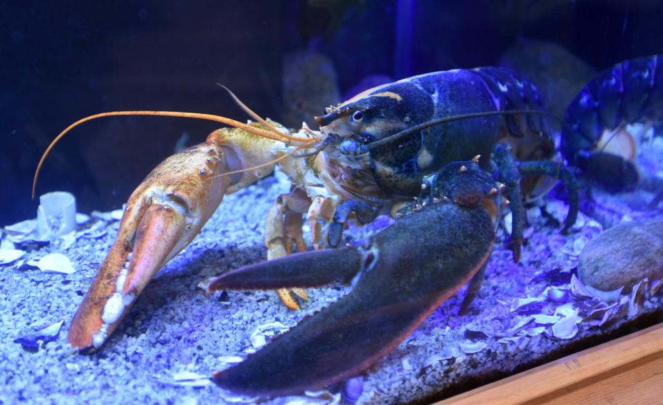 A rare bi-color lobster is a big draw at the Cape Cod Museum of Natural History aquarium in Brewster, photographed on Dec. 21.