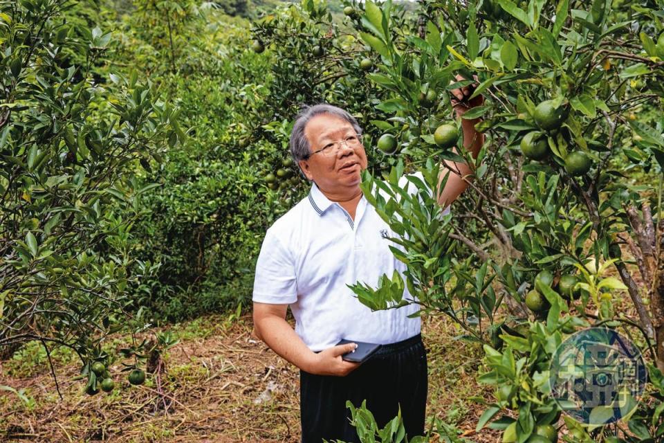 闊別台北江湖，張榮豐近日回到老家，家門口的陡坡旁是一片橘園，他自初中就在住家附近的橘園打工、幫人挑橘子，貼補家用。