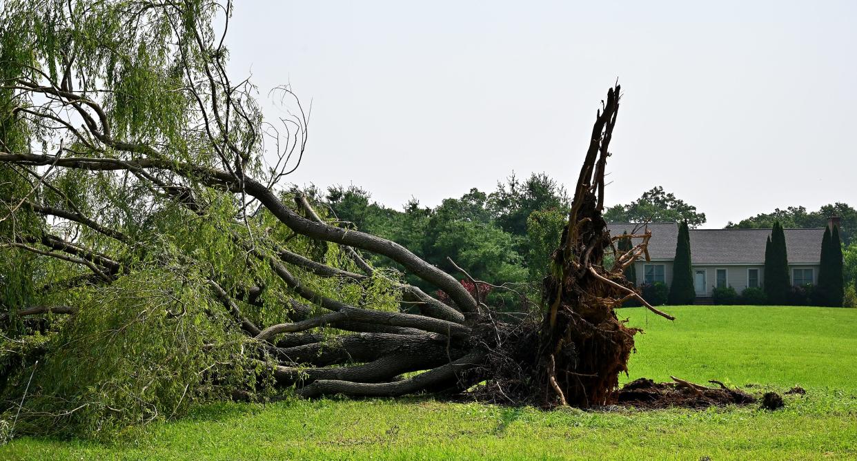 One of two downed trees within sight of each other on Ryan Road in North Brookfield.