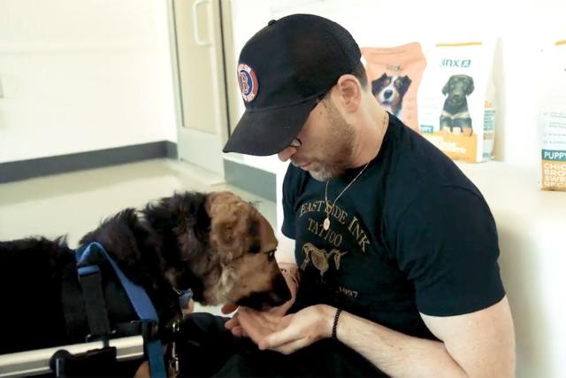 Chris Evans Says His Pet Dodger Is a Cut Above the Average Dog