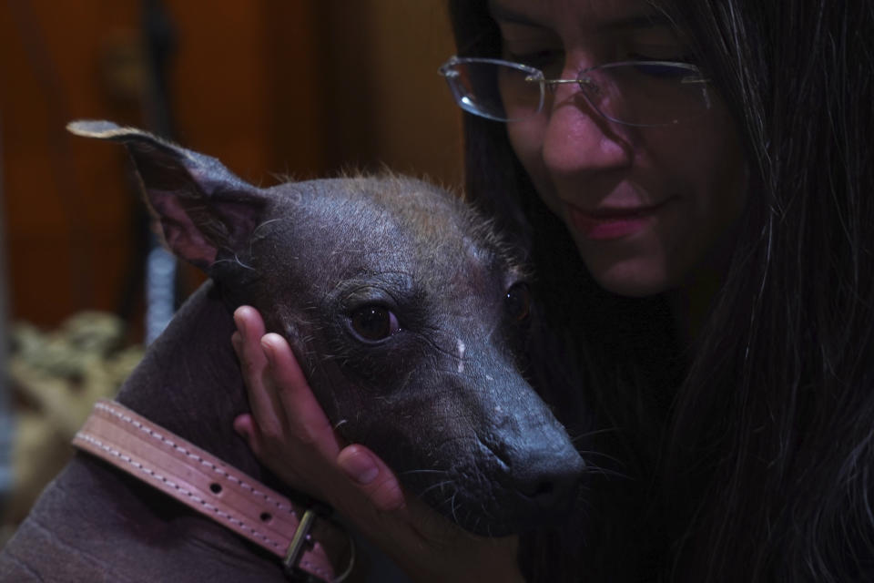 Itzayani Gutiérrez acaricia a su perro de raza Xoloitzcuintle llamado Pilón, durante una conferencia de prensa sobre el Xoloitzcuintle en el arte, en la Ciudad de México, el miércoles 25 de enero de 2023. (AP Foto/Marco Ugarte)