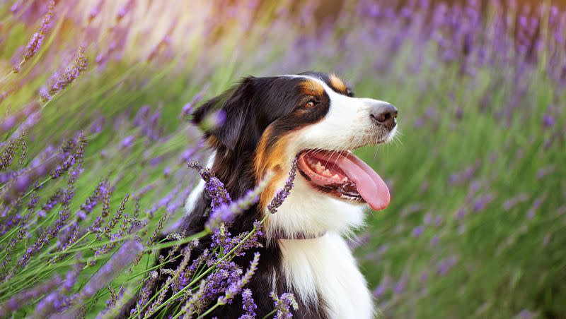 Australian shepherds are among the most popular dog breeds nationwide, according to a recent survey.