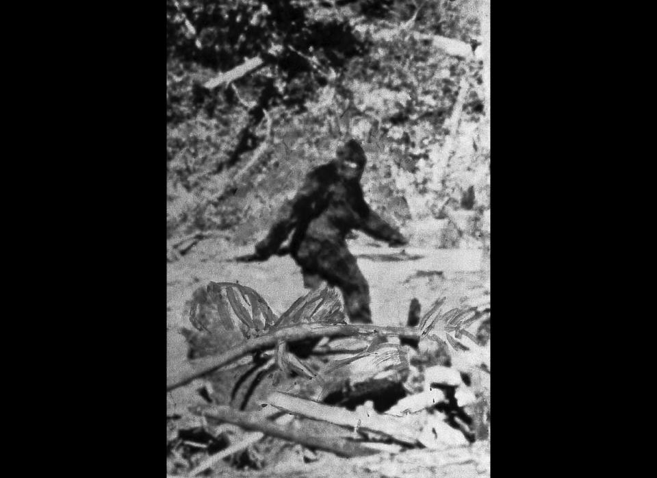 A film still shows what former rodeo rider Roger Patterson said is the American version of the Abominable Snowman of Nepal and Tibet. The film of the tall creature was shot by Patterson and Robert Gimlin northeast of Eureka, Calif., in October 1967. 
