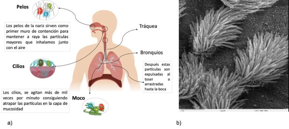 Figura 1. Cilios, nuestros superhéroes. a) Funcionamiento de nuestro sistema respiratorio b) Imagen de microscopio electrónico de barrido del epitelio de la tráquea pulmonar mostrando los cilios. <a href="https://en.wikipedia.org/wiki/Cilium#/media/" rel="nofollow noopener" target="_blank" data-ylk="slk:Wikimedia Commons / Charles Daghlian;elm:context_link;itc:0;sec:content-canvas" class="link ">Wikimedia Commons / Charles Daghlian </a>