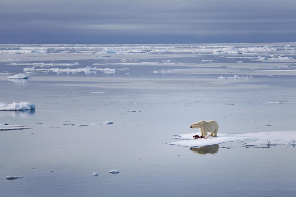 Nicht nur die Tiere sind von den Folgen des Klimawandels bedroht. (Bild: Getty Images)