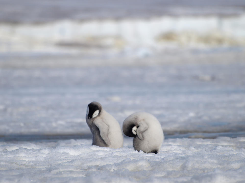 CORRECTS TO SNOW HILL, NOT HALLEY BAY - This 2010 photo provided by the British Antarctic Survey shows emperor penguin chicks at the Snow Hill Island colony, on the northern Antarctic Peninsula. A study released on Wednesday, April 24, 2019 finds that since 2016 there are almost no births at Halley Bay, the second biggest breeding ground for emperor penguins. Numbers are booming nearby, but it doesn’t make up for the losses at this site. (Peter Fretwell/British Antarctic Survey via AP)
