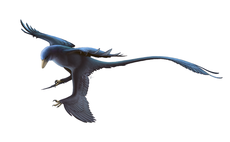 <span class="caption">Microraptors had two pairs of wings.</span> <span class="attribution"><a class="link " href="http://creativecommons.org/licenses/by/4.0/" rel="nofollow noopener" target="_blank" data-ylk="slk:CC BY;elm:context_link;itc:0;sec:content-canvas">CC BY</a></span>