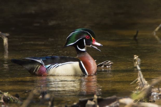 Unlike other ducks, wood ducks prefer to nest in cavities of old trees. 