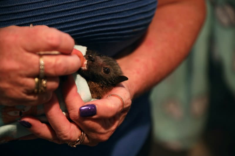 Janine Davies, who set up Shoalhaven Bat Clinic, a care centre for flying foxes, in her home, holds a baby grey-headed flying fox in Bomaderry