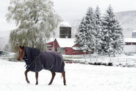 A horse grazes after a snowfall at Wirtes Farm in Lanesborough, Mass., Friday, Oct. 30, 2020. The first snowfall of the season hit New England with a light dusting. (Ben Garver/The Berkshire Eagle via AP)