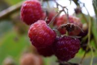 Raspberries are pictured during a harvest season at a local farm near Chillan