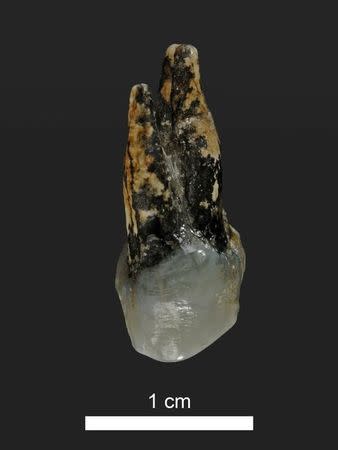 A 7.24 million year old upper premolar of Graecopithecus from Azmaka, Bulgaria is shown in this handout provided May 19, 2017. Courtesy of Wolfgang Gerber, University of Tübingen/Handout via REUTERS