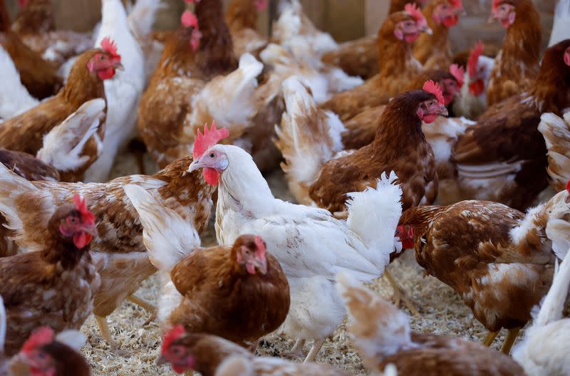 FILE PHOTO: Organic poultry farm in Corcoue-sur-Logne