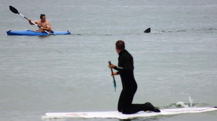 A kayaker is followed by a great white shark while a paddle boarder looks on at Nauset Beach in 2012. This was one of the first confirmed instances of a white shark encounter on a public beach on Cape Cod. (Photo credit: Shelly Negrotti)