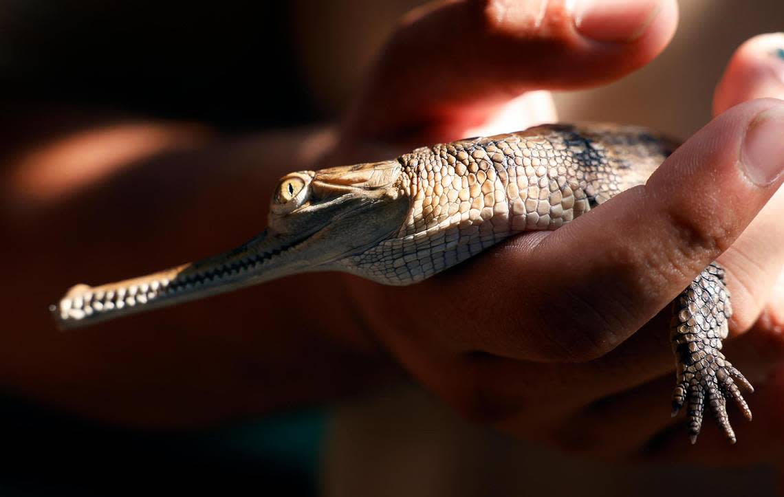 A Fort Worth Zoo ectotherm zoo keeper holds one of four recently hatched gharial crocodiles on Thursday, August 31, 2023, in Fort Worth. Gharial crocodiles are a critically endangered species with only about 200 reproducing adults remain alive in the wild, native to south Asia.