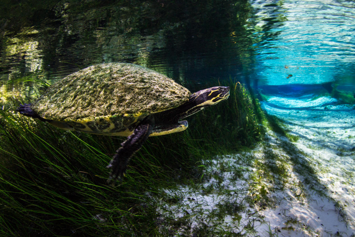 A river cooter swims out of the vegetation and into the spring run at Blue Spring. (Photo: Jennifer Adler)