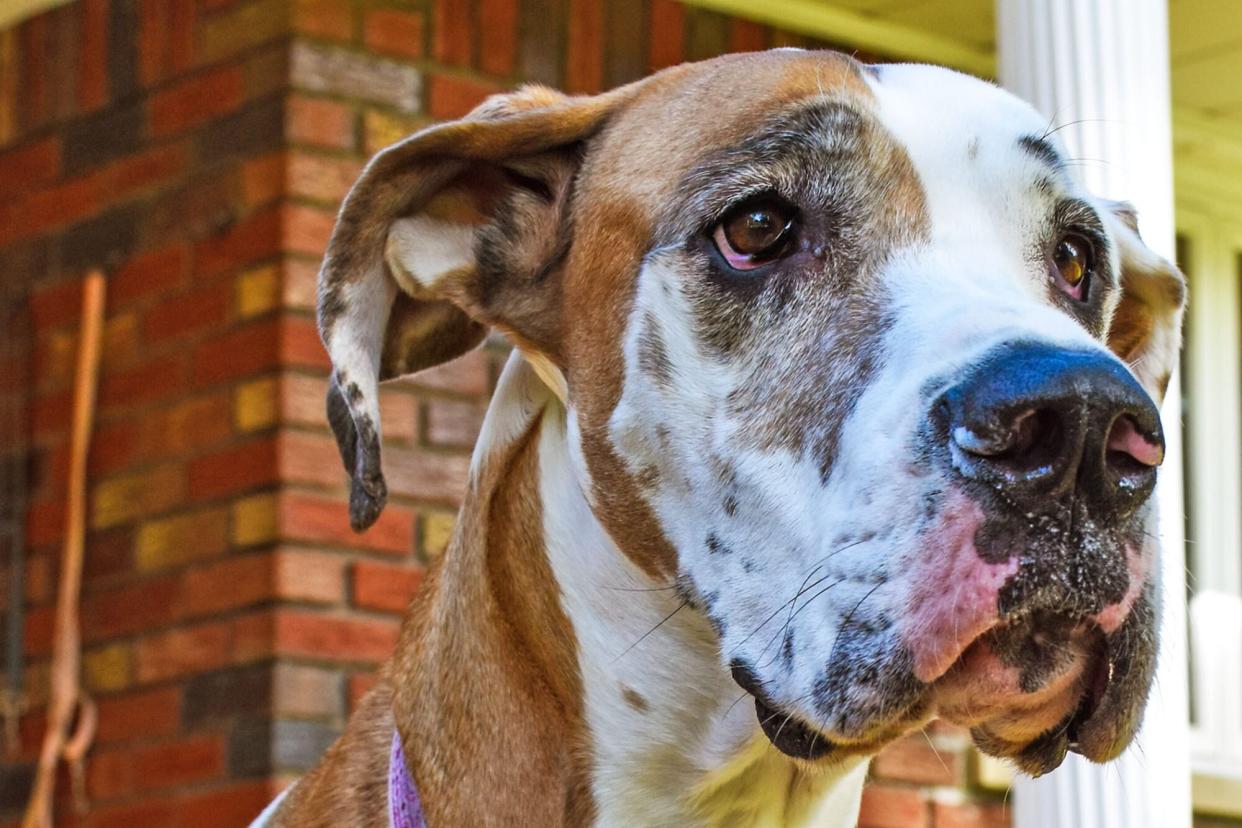 great dane rescued on island