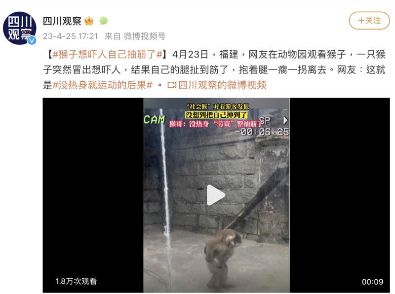 中國動物園內猴子突然冒出想要嚇人，用力過猛突然腳抽筋，被網友解讀成「沒熱身就運動的後果」（圖／翻攝自四川觀察微博視頻號）