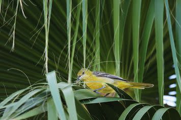 Hooded Oriole; winner in the plants for birds category.