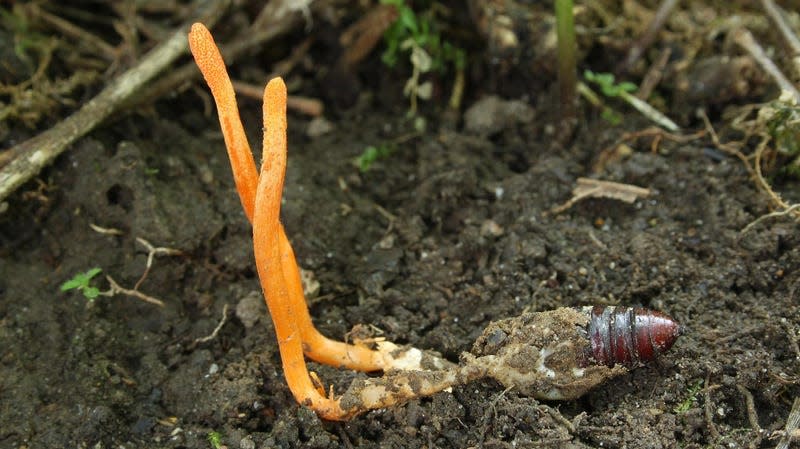 Cordyceps militaris growing on an insect