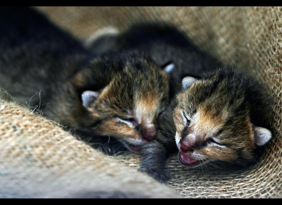 Two less than a week old kittens of a jungle cat (lebis Chaus) lie inside the forest department office in Mumbai, 11 June 2007. Three  abondoned kittens, found in the jungles of Aarey milk colony, on the outskirts of the city, were later handed over to the forest authorities, likely to be released in the Borivali national park in Mumbai.   (PAL PILLAI/AFP/Getty Images)