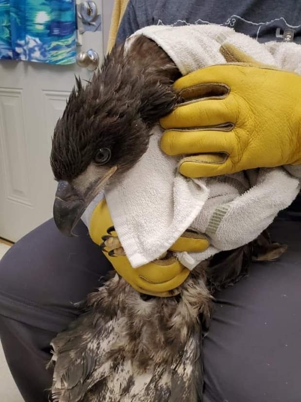 The MARS Wildlife Rescue Centre, which is currently caring for 11 juvenile and five adult eagles, put out a call for fish to feed the hungry birds. Locals delivered. (MARS Wildlife Rescue Centre/Facebook - image credit)