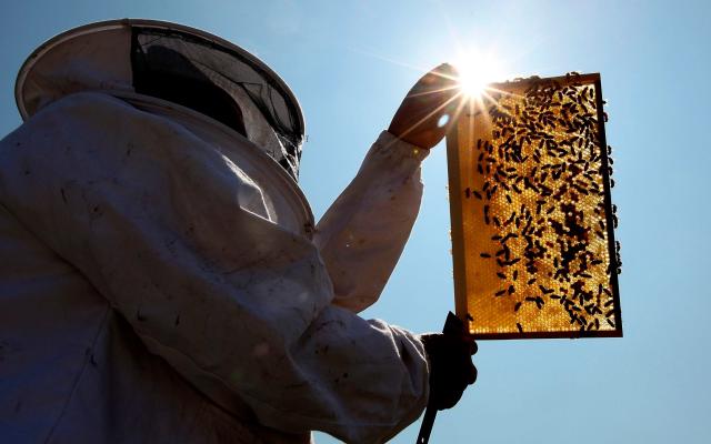 Honey production should be a slow process, as the honey goes from runny nectar to concentrated syrup in the hive - Dan Kitwood/Getty Images