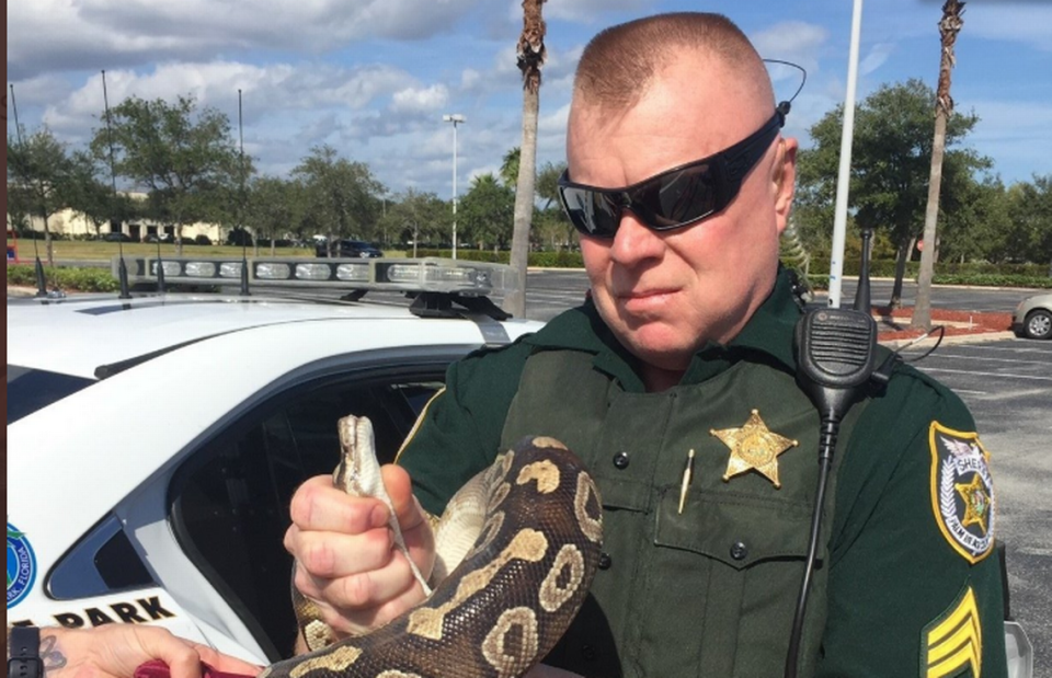 A deputy from the Palm Beach Sheriff’s Office wrangles a python outside Lowe’s in Lake Park, Florida