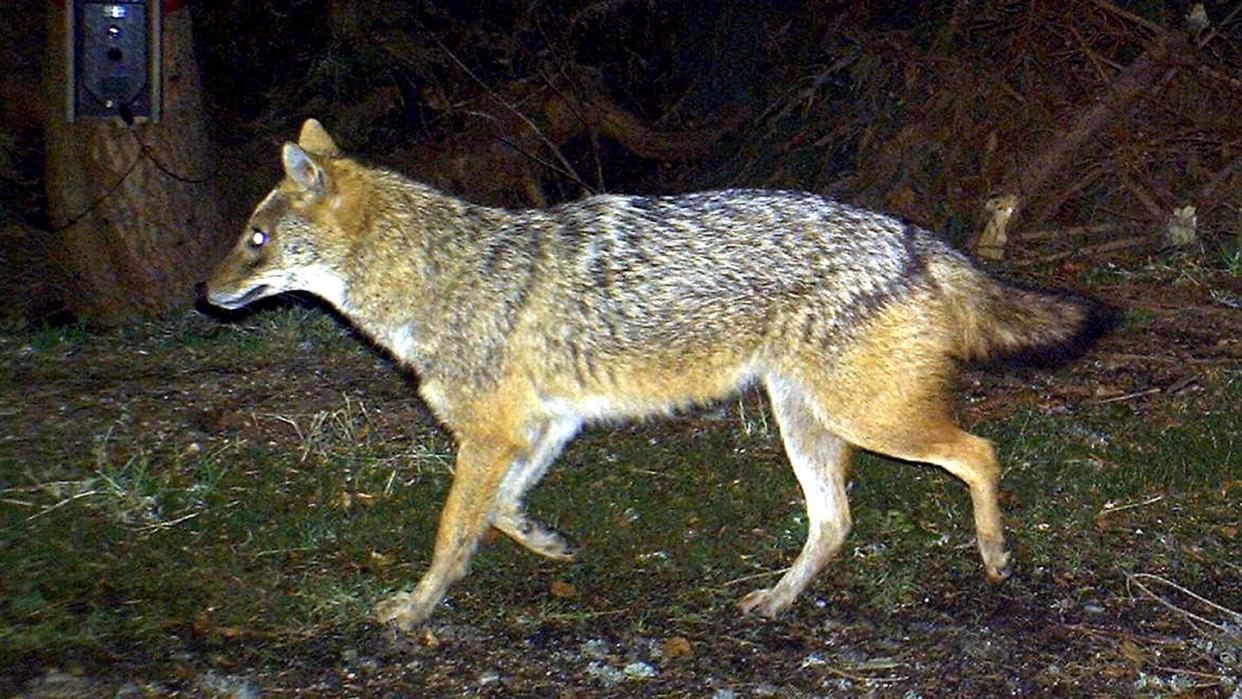 Das Foto aus dem Jahr 2012 zeigt einen Goldschakal, der im Nationalpark Bayerischer Wald von einer Wildkamera fotografiert wurde. Foto: Nationalpark Bayerischer Wald/LfU/Archiv