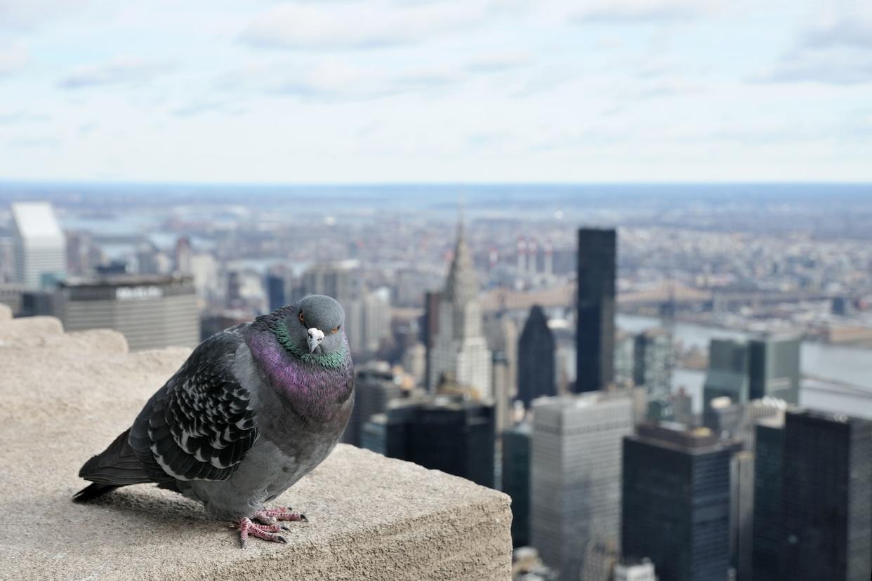 pigeon on top of building with New York City cityscape in the background