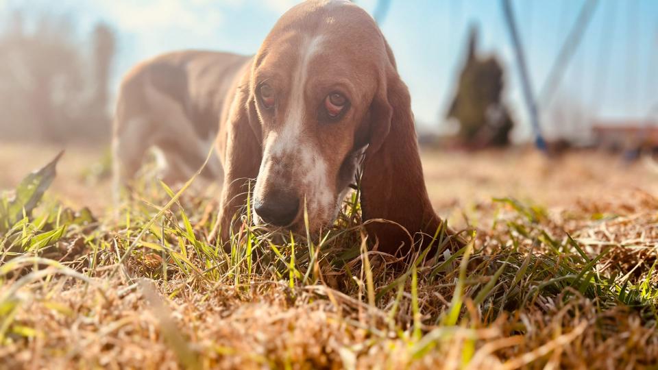 Basset hound sniffing the ground