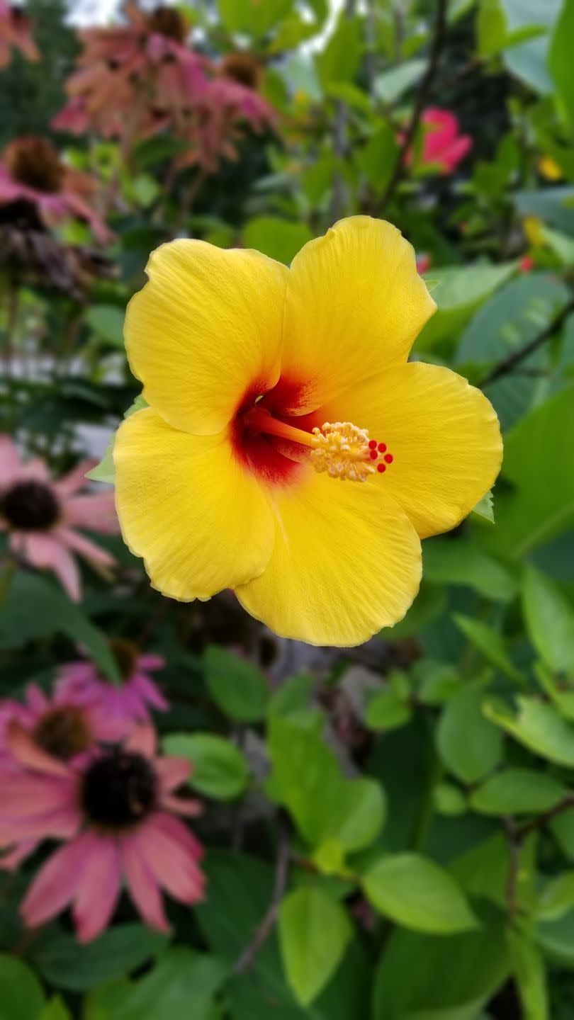 flower meanings, yellow hibiscus