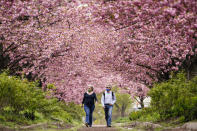 People wearing face masks as a precaution against COVID-19 walk beneath blossoming cherry trees along Columbus Boulevard in Philadelphia, Wednesday, April 14, 2021. (AP Photo/Matt Rourke)