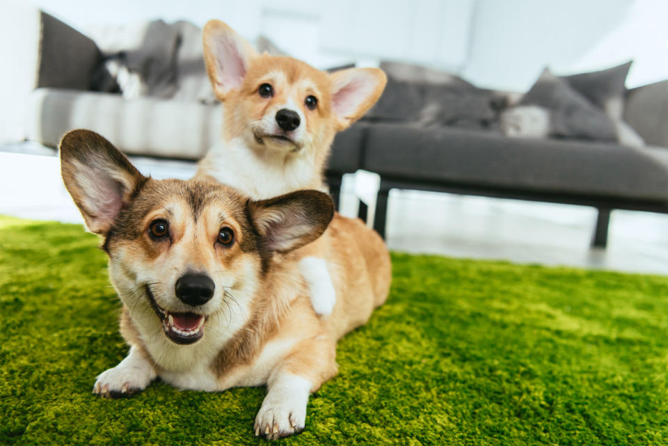 The Best Dog Breeds for Apartment and Condo Living
