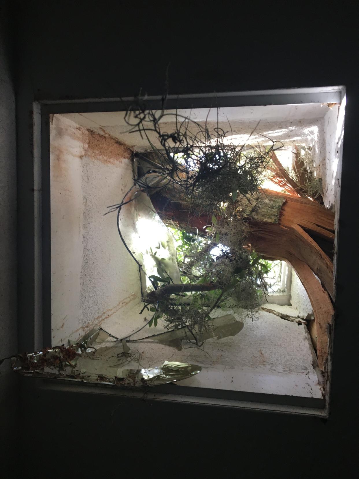 Enjoying an oak-shaded yard is not without its dangers. Especially during hurricane season as this skylight damage proves. Still, the Darwinian Gardener is all right with that.