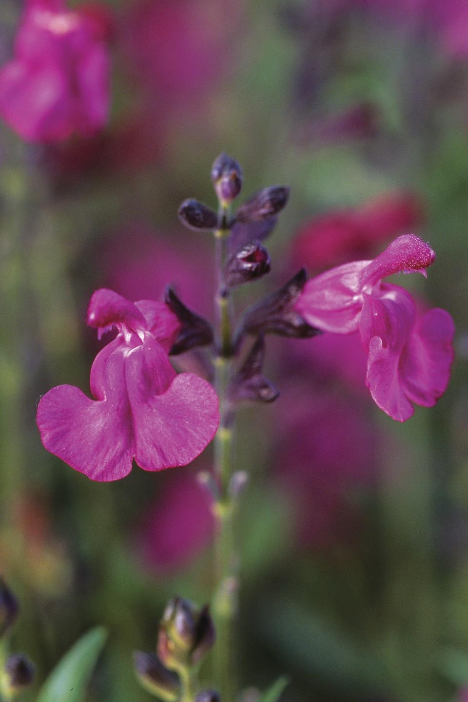 Autumn Sage