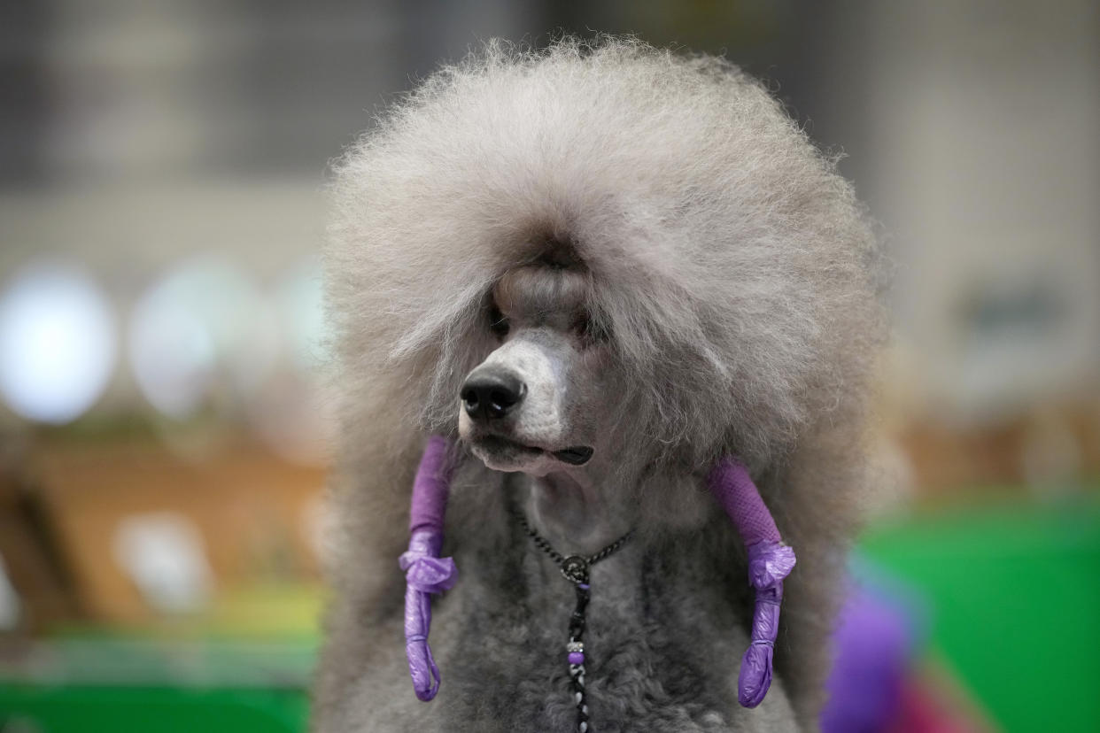 BIRMINGHAM, ENGLAND - MARCH 07: A Standard Poodle named Persei is groomed before entering the judging ring at the National Exhibition Centre on March 07, 2024 in Birmingham, England. Over 24,000 dogs from 220 different breeds take part in Crufts 2024 with hundreds of the most agile and athletic dogs competing in different competitions including agility and flyball and, new for this year, Hoopers - a low-impact and inclusive activity for dogs and owners. The event culminates in the  Best in Show 2024 trophy, awarded on Sunday night. (Photo by Christopher Furlong/Getty Images)
