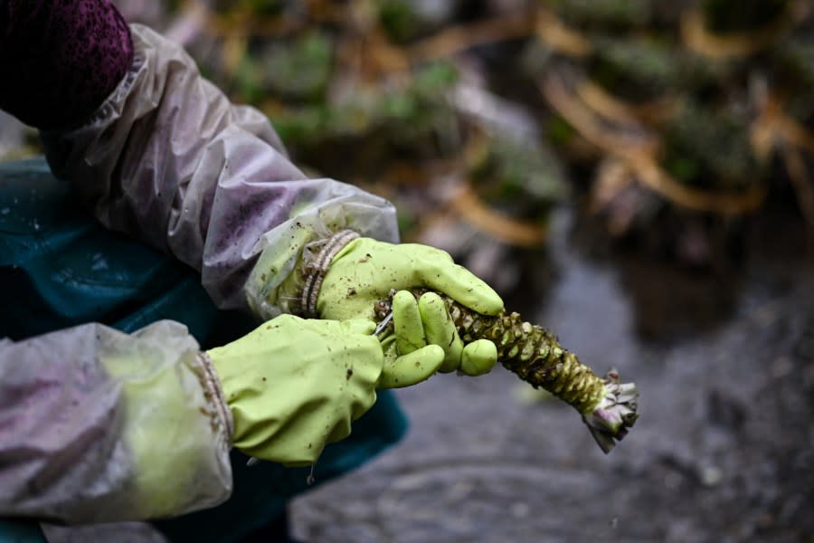 Wasabi Root