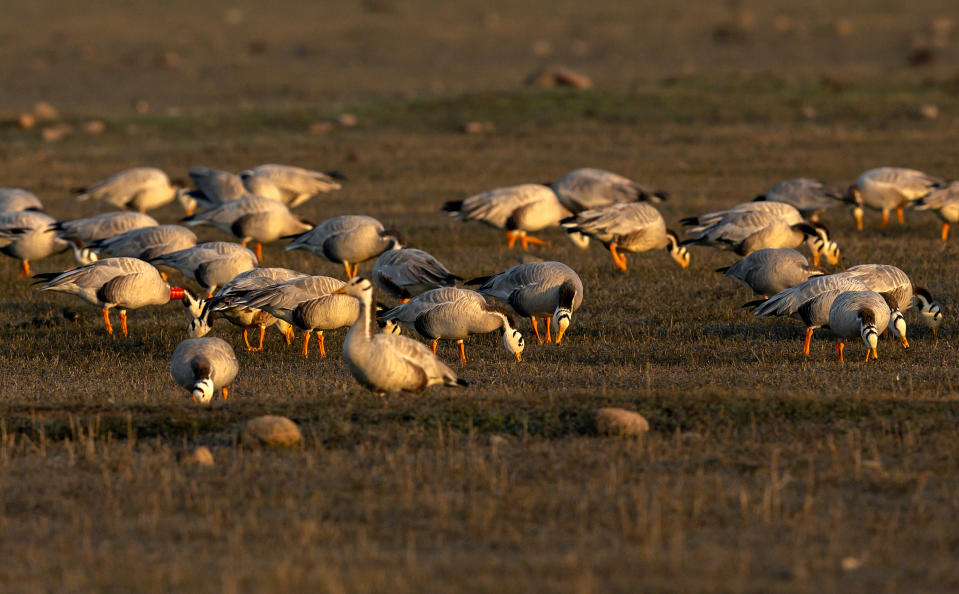 India Wetlands